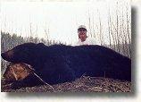 Archery Hunting Black Bear