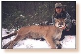 Hunting Cougar, Mountain Lion