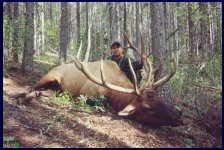 Bowhunting Elk in Alberta