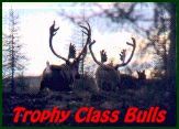 Trophy Class Caribou