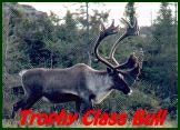 Trophy Class Caribou