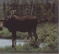 Canadian Bull Moose