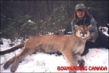 Bowhunting Record Book Cougar in British Columbia