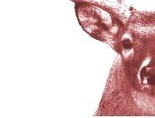 Trophy Deer