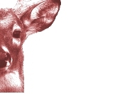 Record Book Deer
