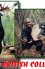 Alaska Moose