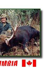 Archery Moose