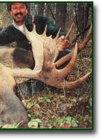 Alaskan-Yukon Moose