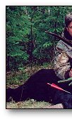 Black Bear