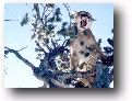 Bow Hunting Mountain Lion