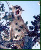 Mountain Lion