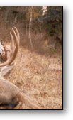 Whitetail Deer