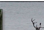 Caribou
