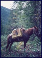 Outfitter: Elk Hunting in Canada