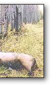 Buggling Elk