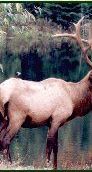 Elk