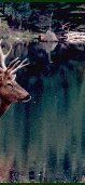 Elk