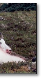 Mountain Goat