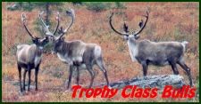 Trophy Class Caribou