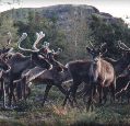 Of The Caribou
