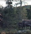 Caribou