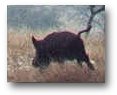 Bowhunting Wild Hog in Southern Texas