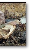 Canadian Moose