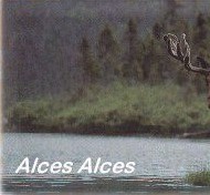 Canadian Bull Moose