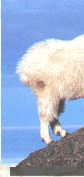 Mountain Goat