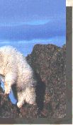 Mountain Goat