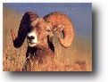 Hunting Rocky Mountain Bighorn Sheep
