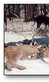 Cougar hunting with dogs