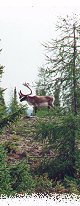 The Migration of the Caribou