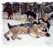 Bowhunting Cougar