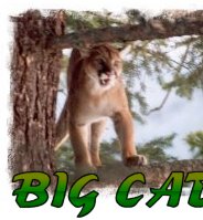 Big Cat Grand Slam