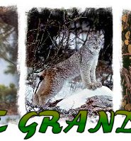 Hunting Grand Slam